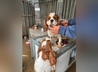 Jackson, Cavalier King Charles Spaniel geb. 2018