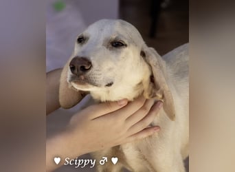 Scippy  und Kea suchen ab sofort ein Zuhause