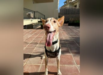 Toby (Spanien) – sanfter Podenco auf der Suche nach einem neuen Anfang