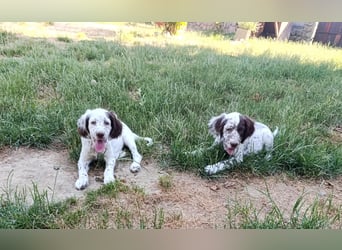 English setter Welpen (3 Rüden, 2 Hündinnen)