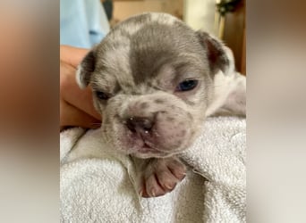 Süsse Französische Bulldoggenbabies sind da!