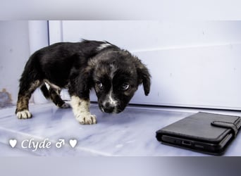 Winzling Clyde, Alopekis-Mix,  sucht ein Zuhause