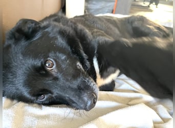Labrador - Flat Coated Retriever Mix Rüde (5-7 Jahre, kastriert), freundlicher Anfängerhund