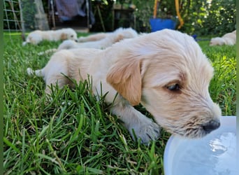 Labradoddle F1