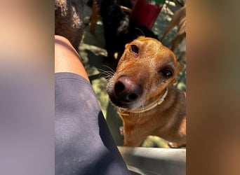 Chico- Podencobub sucht ruhige Familie