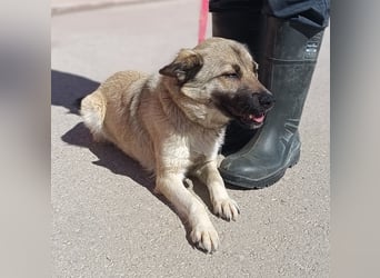 Schäferhund Mischlingshündin Roxie sucht ihre Familie