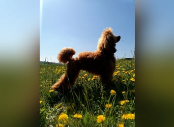 Kleinpudel Zwergpudel in rot red, vererbt auch tan bzw. loh