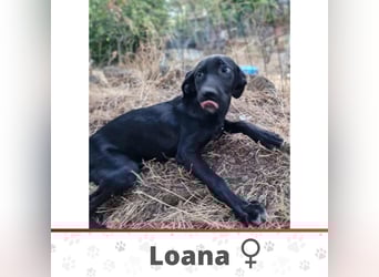 LOANA ❤️ Eilig! sucht Zuhause oder Pflegestelle