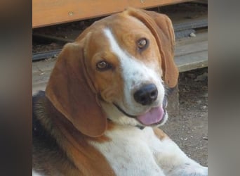 Beagle-Mix Pablito - verspielt und freundlich