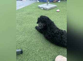 Labradoodle