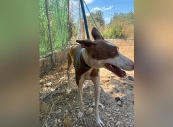 LOLA-die sanfte Schokopodenca auf der Suche nach ihrem Für-immer-Zuhause