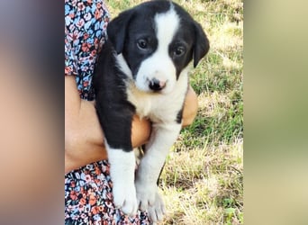 Kleiner Rocky ❤️ will die Welt erkunden!