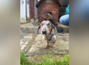 Mazli, geboren 01.10.2022, 22cm sucht seine Menschen