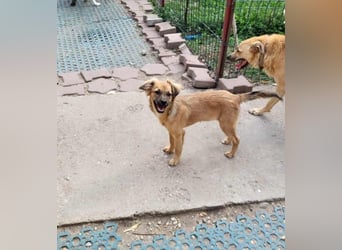 CHERIE - Zuckersüßes Mädchen sucht ihre Menschen