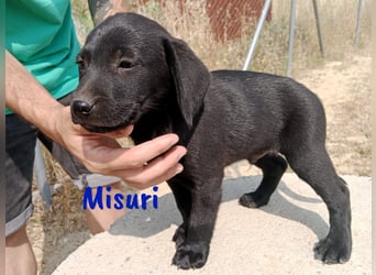 Misuri geb. 03/2025 (ESP) - verschmuster Labrador-Mix Welpe!