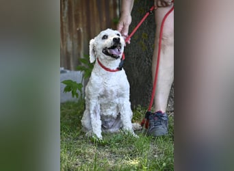 Rojti SI - Ängstliche Hündin sucht Halt