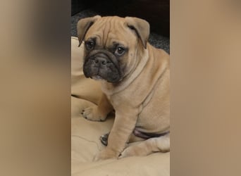 Freiatmige Bulldoggenwelpen Abgabebereit
