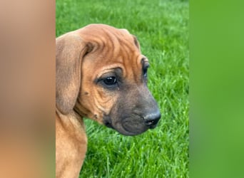 Rhodesian Ridgeback Welpen