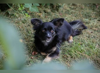 KIKI - wer möchte mit der kleinen Maus knuddeln, spielen, lernen und ihr ein Zuhause schenken??