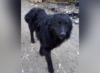 LENZI❤️unser kroat. Schäferhund-Mix-Rüde ist ein wahrer Sonnenschein!