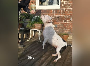 Diva sucht tierfreie Zone