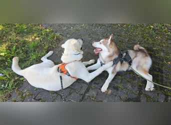 Der hübsche Marlon sucht ein neues Zuhause