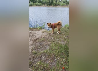 Shiba inu Welpen.   vom Haus Joe   ,Liebhaberzucht