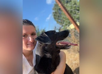 Wunderschöner Labradormischling Ivar sucht seine Menschen   Zuhause oder Pflegestelle zum 02.08.2025