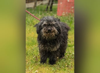 Bogáncs LM – Traumhund auf vier Pfoten sucht Herzensmenschen