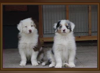 Australian Shepherd - Traumwelpen -KEINE Arbeitslinie-aus langjähriger Familienaufzucht.