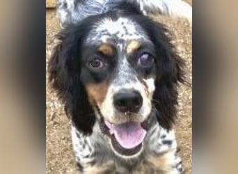 Lola - freundliche, menschenbezogene Setter-Mix-Hündin