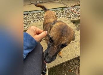 Kuckuck, zauberhafte NISHA sucht liebevolle Familie