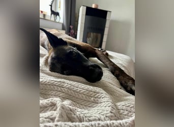 Zuckersüße Kiva sucht ein Kuschelkörbchen