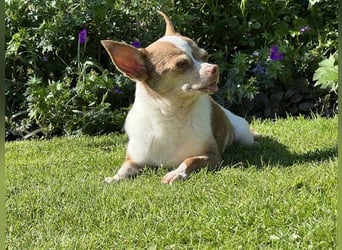 Kleine Seele Chihuahua-Hündin Muci sucht ihr Für-Immer-Zuhause