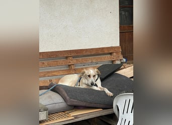 Aurelia – gerettet,aber noch nicht Zuhause