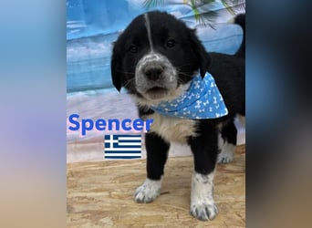 Spencer,geb.02/25,hübscher Hundebub sucht seine Familie