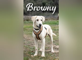 Browny – ein temperamentvoller Senior