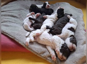 Lagotto Romagnolo Welpen mit LRWD e.V./ VDH Papieren