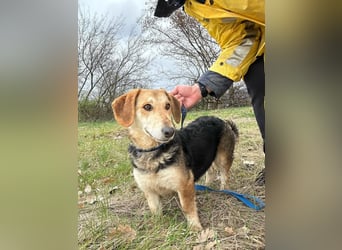Didi, süße und freundliche Hundedame sucht ein Zuhause