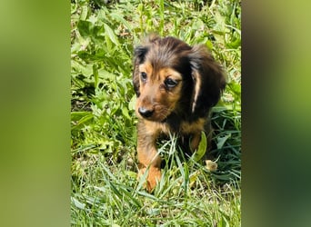 Kaninchen/Zwerglanghaar Dackel