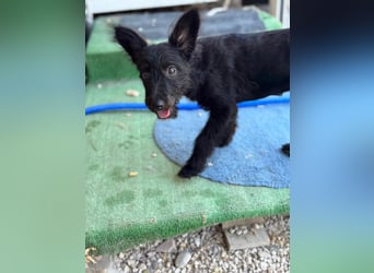 Manuela, ein süßes Hundekind