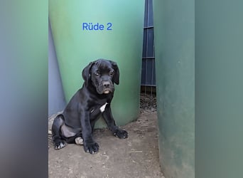 Presa Canario x Cane Corso