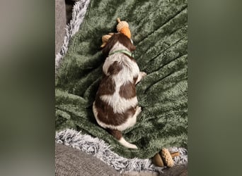 Griffon Korthals Vorstehhund Jagdhund