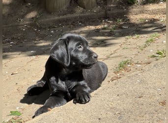 Nur 2 Labrador Weibchen mit Ahnenpass 2 Rüden & 6 Weibchen in Schwarz