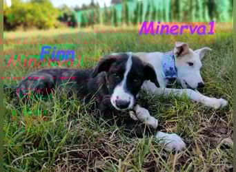 Minerva1 geb. 05/2025 (ESP) - neugierige und lebensfrohe, bezaubernde Welpin!