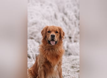 Golden Retriever Welpen mit Ahnentafel