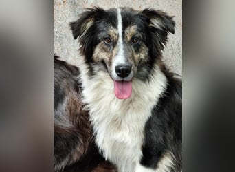 Border Collie Mischling „Oskar“, ca. 07.2024 geboren, sucht Zuhause, gut verträglich