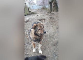 Pasha sucht ein Zuhause <3