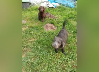 Labradoodle Welpen