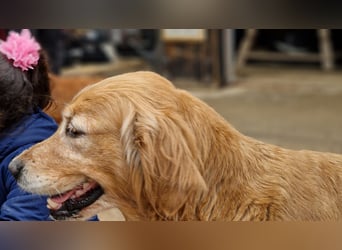 Roxi, verschmuste, kinderliebe Golden Retriever Hündin geb. 2018